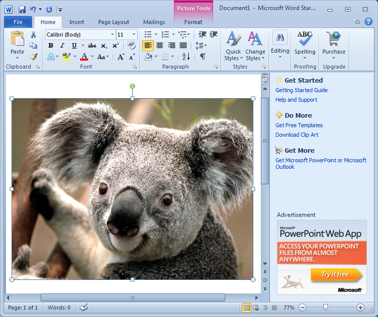 Cute Koala photo inserted in Microsoft Word Starter 2010, Ad-Supported but Free!
